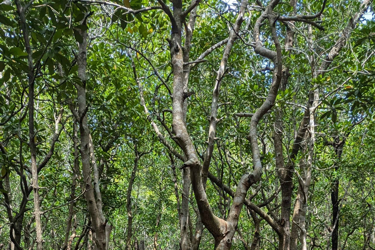 Zanzibar: Bird Watching Tour with Guide and Binoculars