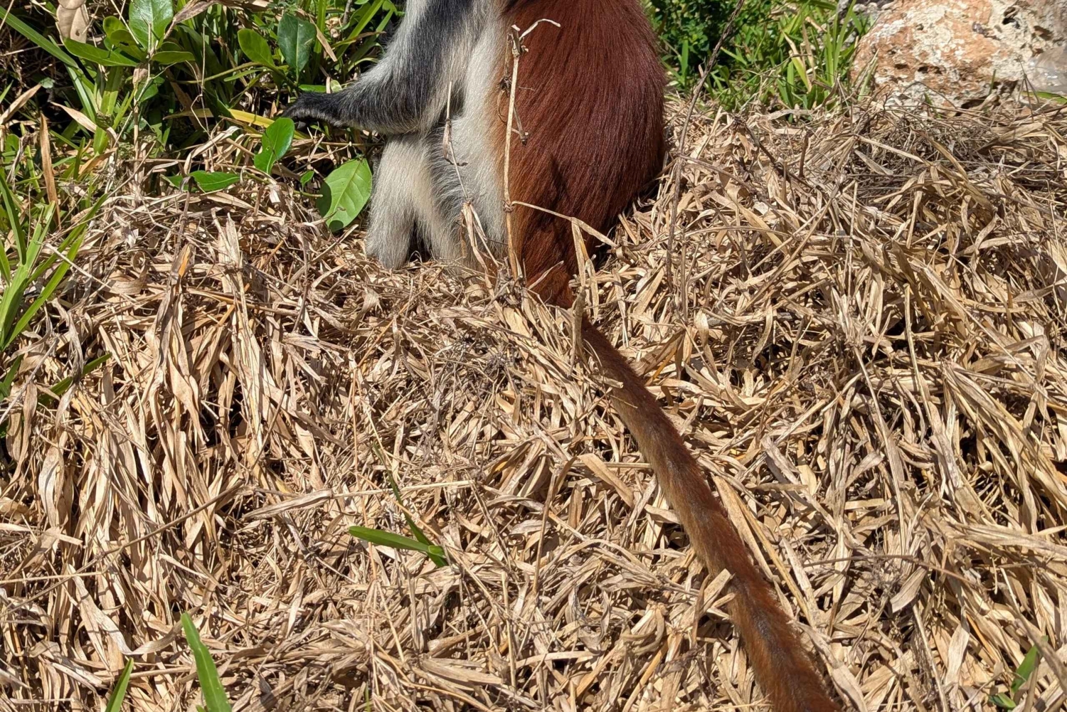 Zanzibar: Bird Watching Tour with Guide and Binoculars