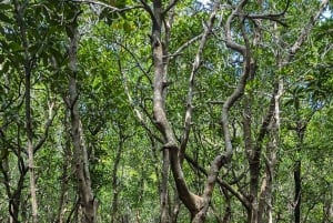 Sansibar: lintujenkatselukierros oppaan kanssa ja kiikarit