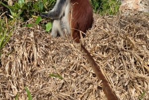Sansibar: lintujenkatselukierros oppaan kanssa ja kiikarit