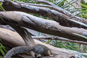 Zanzibar: Bird Watching Tour with Guide and Binoculars