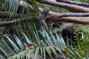 Zanzibar: Bird Watching Tour with Guide and Binoculars