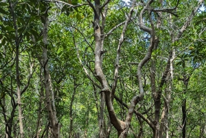 Zanzibar: Bird Watching Tour with Guide and Binoculars