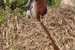 Zanzibar: Bird Watching Tour with Guide and Binoculars