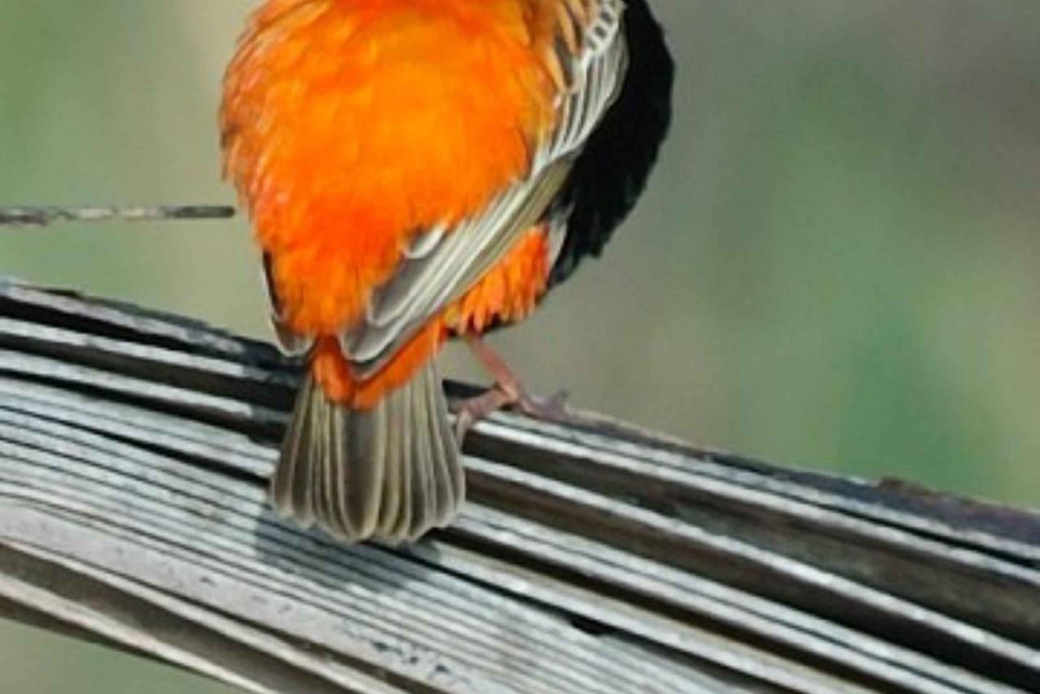 Занзибар: однодневная экскурсия на ферму специй, в лес Джозани и Голубую лагуну