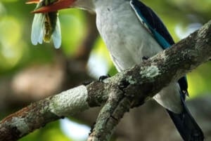 ザンジバル：スパイス農園、ジョザニ森林、ブルーラグーン日帰りツアー