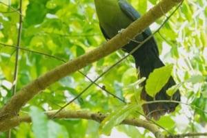 ザンジバル：スパイス農園、ジョザニ森林、ブルーラグーン日帰りツアー