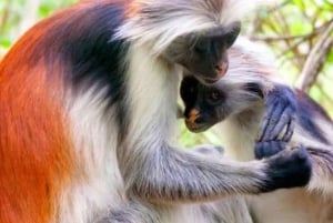 ザンジバル：スパイス農園、ジョザニ森林、ブルーラグーン日帰りツアー