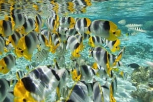 Занзибар: Голубая лагуна, лес Джозани и купание с черепахами