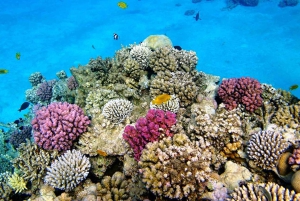 Zanzibar: Lagoa Azul, Restaurante de Pedra, Caverna e Viagem à Praia