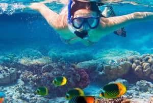 ザンジバル：ブルーラグーン、ヒトデ、シュノーケリング日帰りツアー