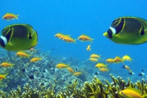 Zanzibar: Blue Lagoon snorkelen en zeesterrenparadijs-tour