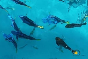 Zanzibar: Blue Lagoon snorkelen en zeesterrenparadijs-tour