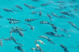 ザンジバル：ブルーラグーンでのシュノーケリング、ヒトデ、ザ・ロック・レストランをお楽しみください