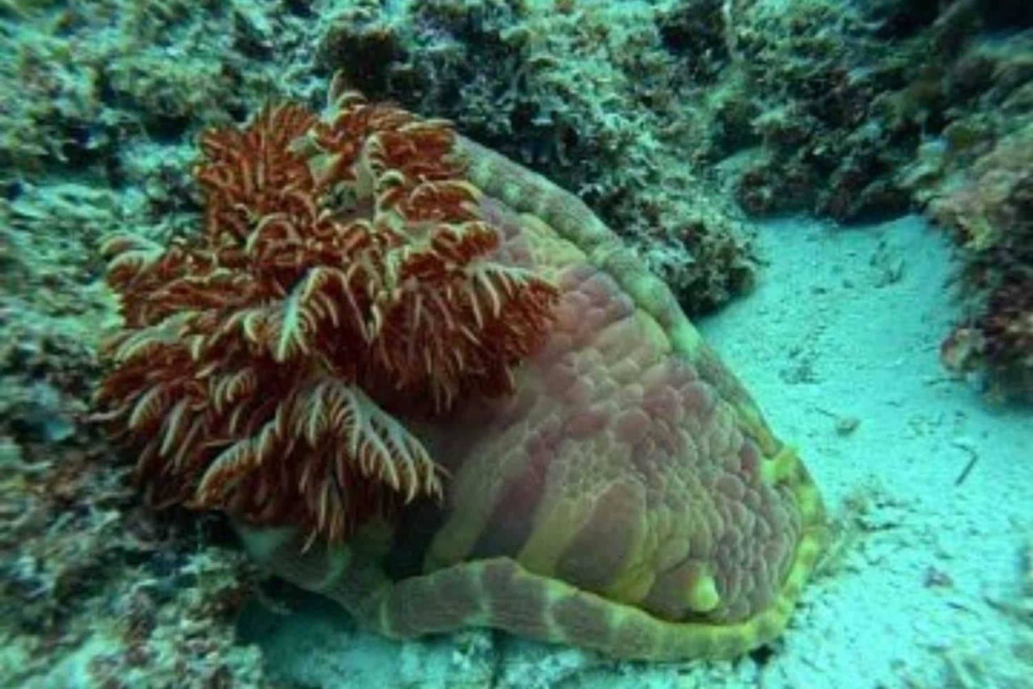 Zanzibar: Snorkling i Den Blå Lagune med søstjernetur