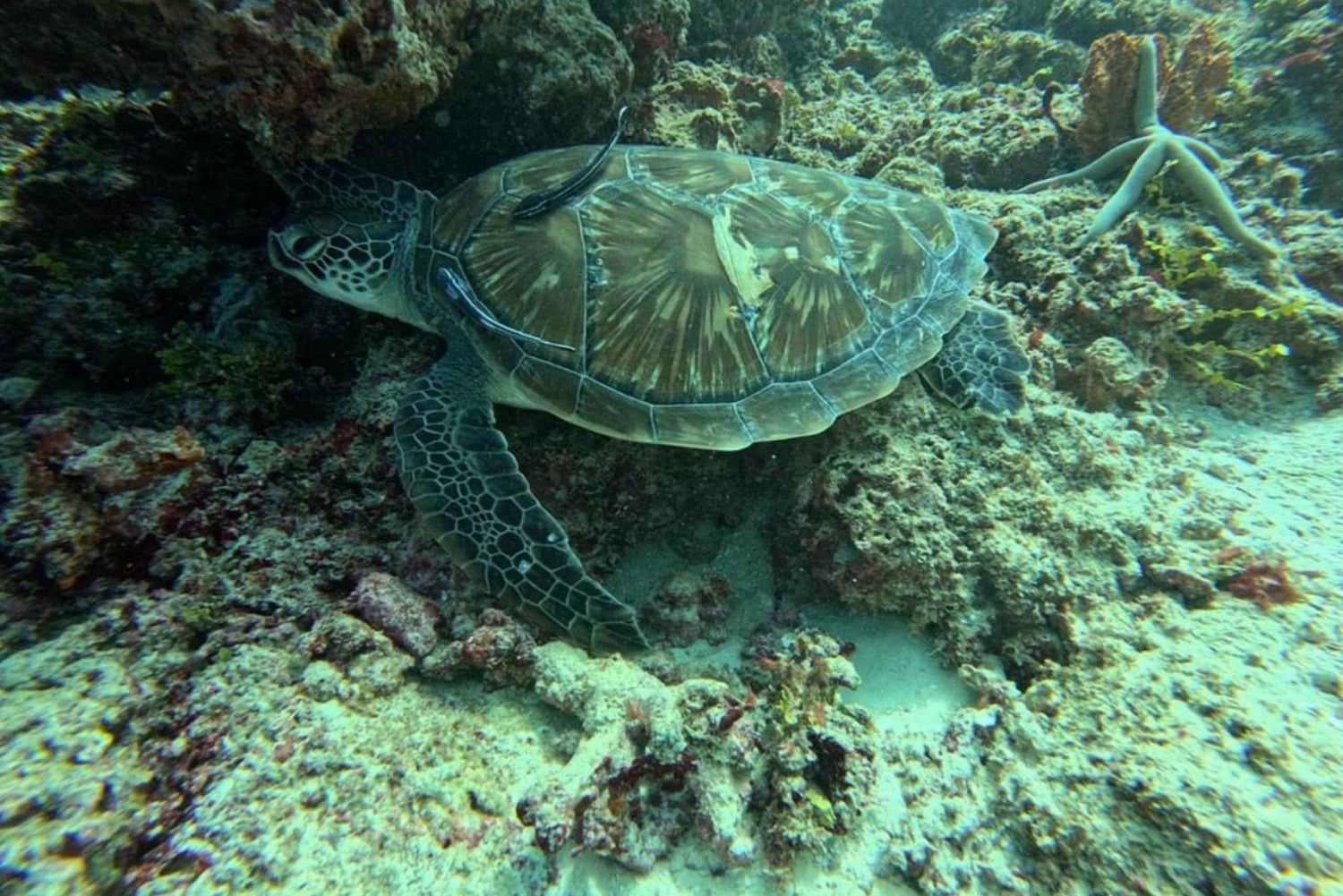Zanzibar: Snorkling i Den Blå Lagune med søstjernetur