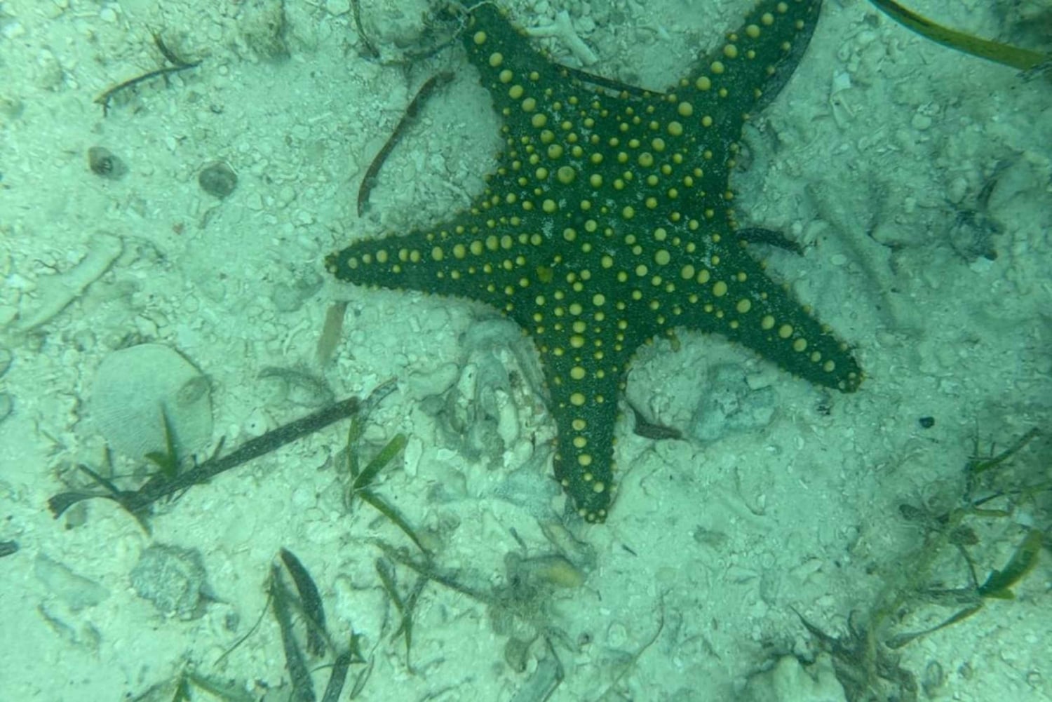 Zanzibar: Snorkling i Den Blå Lagune med søstjernetur