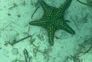 Zanzibar: Snorkling i Den Blå Lagune med søstjernetur