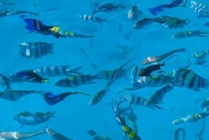 Zanzibar: Blue Lagoon, zeesterren en Jozani Forest Tour