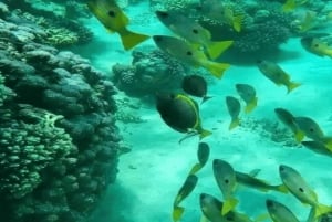 Zanzibar: Blue Lagoon, zeesterren en Jozani Forest Tour