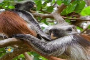 Zanzibar: Blue Lagoon, zeesterren en Jozani Forest Tour