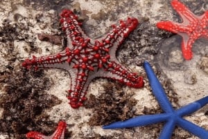 Zanzibar: Blue Lagoon, zeesterren en Jozani Forest Tour