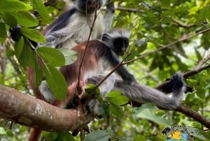 Zanzibar: Blue Lagoon, zeesterren en Jozani Forest Tour
