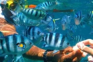 Zanzibar: Blue Lagoon, zeesterren en Jozani Forest Tour