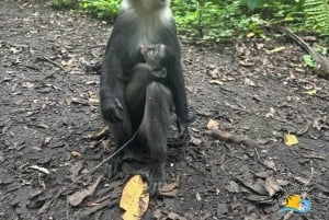 Zanzibar: Blue Lagoon, zeesterren en Jozani Forest Tour