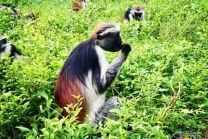 Zanzibar: Blue Lagoon, zeesterren en Jozani Forest Tour