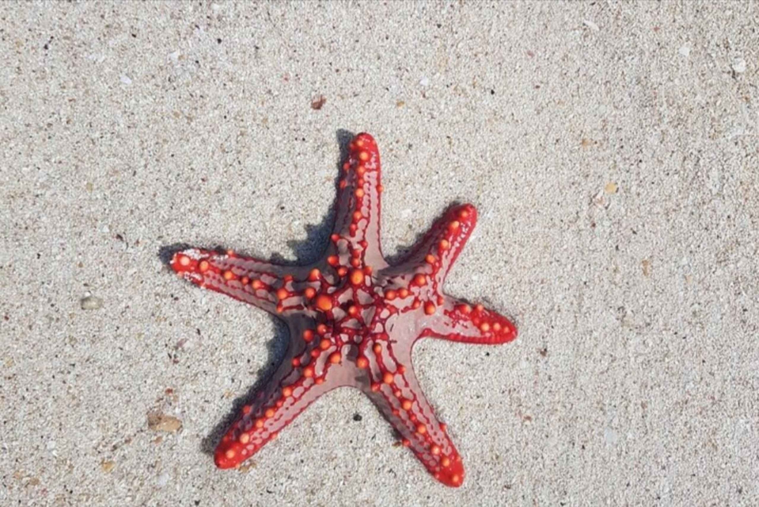 Zanzibar : Lagon Bleu, Étoiles de Mer, Équitation et The Rock