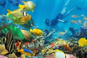 Zanzibar: Blue Lagoon, Starfish, Horseback Riding & The Rock