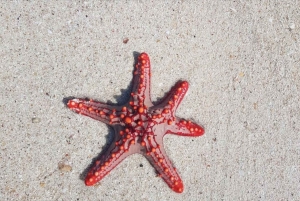 Zanzibar : Lagon Bleu, Étoiles de Mer, Équitation et The Rock