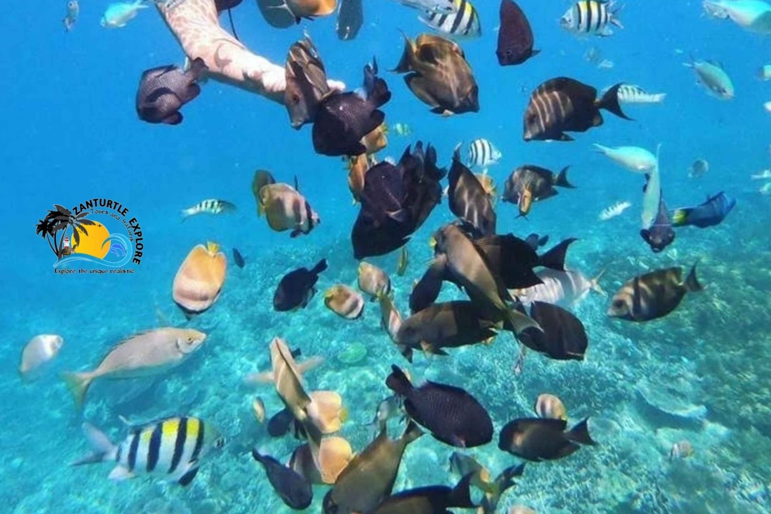 Zanzibar: Den Blå Lagune, Søstjerner, Kuza-grotten og Svømning med Skildpadder