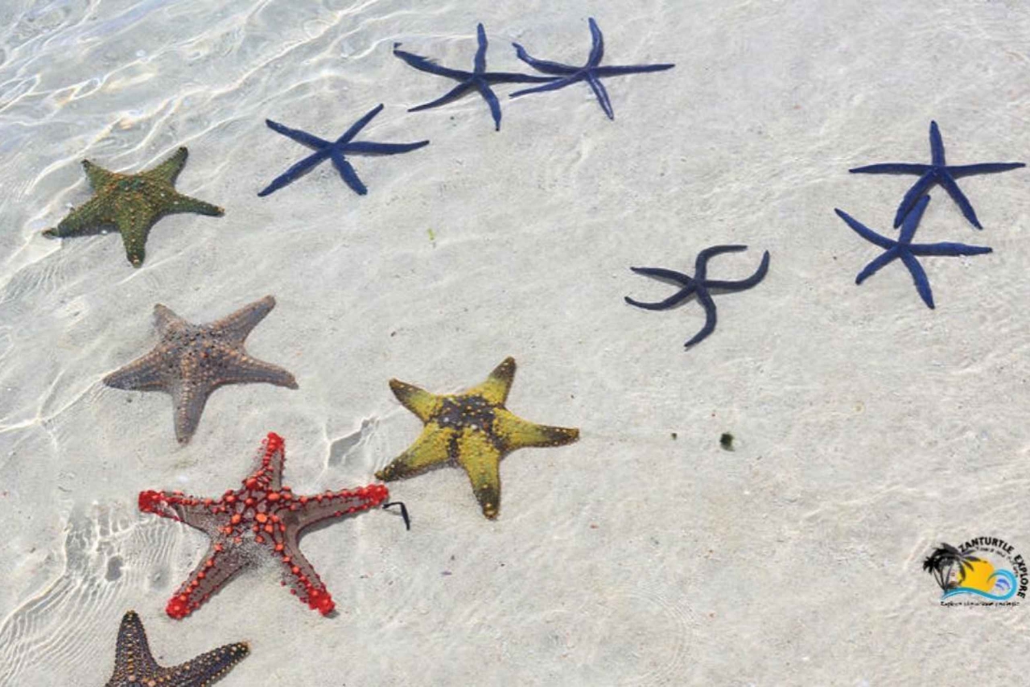 Zanzibar: Den Blå Lagune, Søstjerner, Kuza-grotten og Svømning med Skildpadder