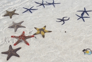 Zanzibar: Den Blå Lagune, Søstjerner, Kuza-grotten og Svømning med Skildpadder