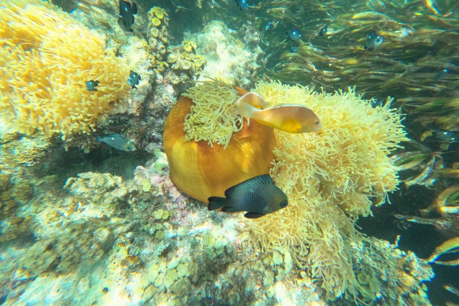 Zanzibar: Blue lagoon, Starfish, Paje Beach and Maalum Cave