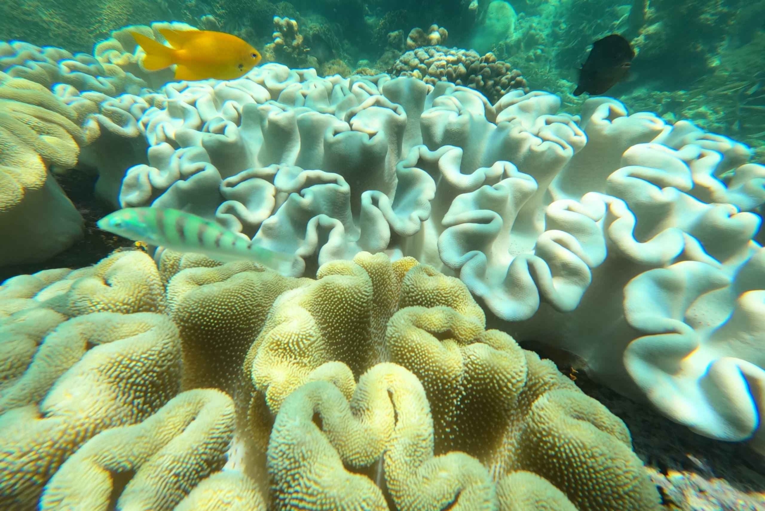 Zanzibar: Blå lagune, søstjerner, Paje Beach og Maalum Cave