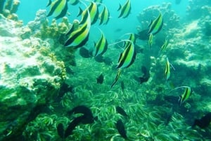 Zanzibar: Blue lagoon, Starfish, Paje Beach and Maalum Cave