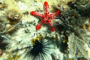 Zanzibar: Blå lagune, søstjerner, Paje Beach og Maalum Cave