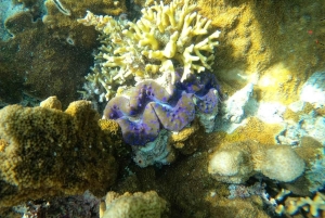 Zanzibar: Blå lagune, søstjerner, Paje Beach og Maalum Cave