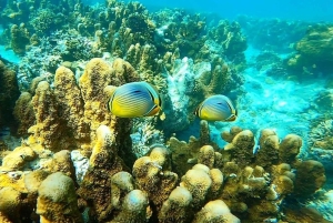 Zanzibar: Blå lagune, søstjerner, Paje Beach og Maalum Cave