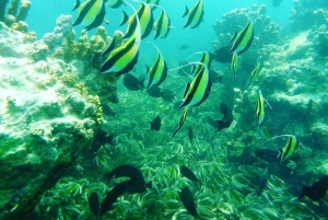 Zanzibar: Blå lagune, søstjerner, Paje Beach og Maalum Cave