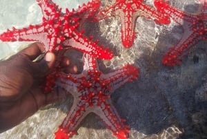 Zanzibar: Blue lagoon & Starfish