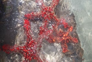 Zanzibar: Blue lagoon & Starfish