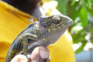 Zanzibar : visite de l'île prison et de la ville de pierre et shopping à Urojo