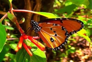 Zanzibar : visite de l'île prison et de la ville de pierre et shopping à Urojo