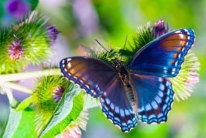 Stone Town, The Rock Restaurant, bosque de Jozani y cueva de Salam