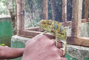 Zanzibar: Butterfly & Chameleons center Tour