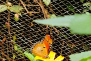 Zanzibar: Butterfly, Stone Town & Prison Island Excursion